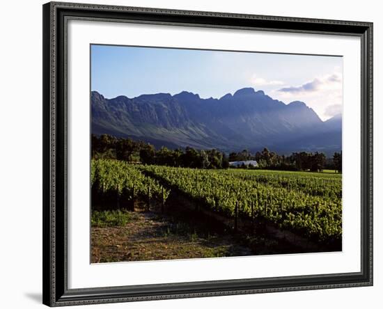 Vineyard at Franschoek, Western Cape, South Africa-John Warburton-lee-Framed Photographic Print