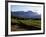 Vineyard at Franschoek, Western Cape, South Africa-John Warburton-lee-Framed Photographic Print