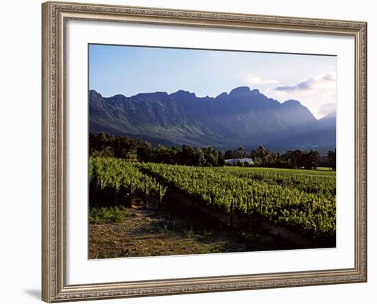 Vineyard at Franschoek, Western Cape, South Africa-John Warburton-lee-Framed Photographic Print