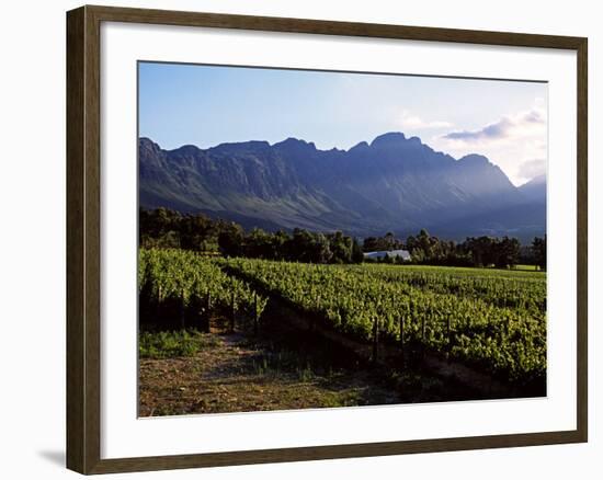 Vineyard at Franschoek, Western Cape, South Africa-John Warburton-lee-Framed Photographic Print