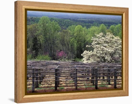 Vineyard at Monticello, Thomas Jefferson's Home in Charlottesville, Virginia-null-Framed Premier Image Canvas