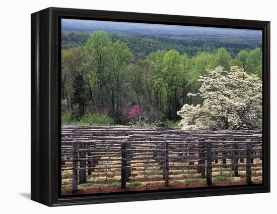 Vineyard at Monticello, Thomas Jefferson's Home in Charlottesville, Virginia-null-Framed Premier Image Canvas