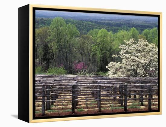 Vineyard at Monticello, Thomas Jefferson's Home in Charlottesville, Virginia-null-Framed Premier Image Canvas