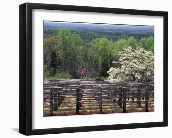 Vineyard at Monticello, Thomas Jefferson's Home in Charlottesville, Virginia-null-Framed Photographic Print