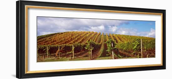 Vineyard at Napa Valley, California, USA-null-Framed Photographic Print