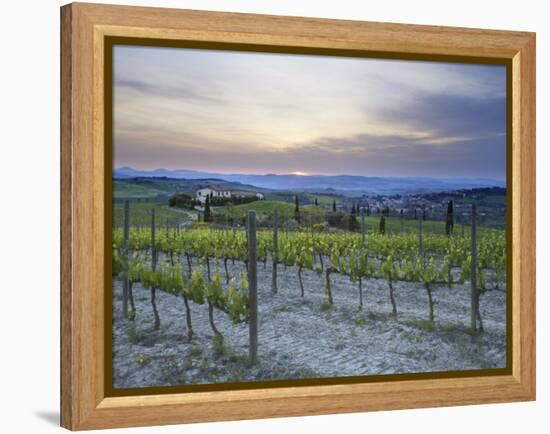 Vineyard at Sunset Above the Village of Torrenieri, Near San Quirico D'Orcia, Tuscany-Lee Frost-Framed Premier Image Canvas