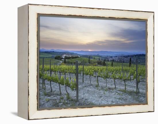 Vineyard at Sunset Above the Village of Torrenieri, Near San Quirico D'Orcia, Tuscany-Lee Frost-Framed Premier Image Canvas