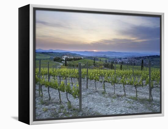 Vineyard at Sunset Above the Village of Torrenieri, Near San Quirico D'Orcia, Tuscany-Lee Frost-Framed Premier Image Canvas