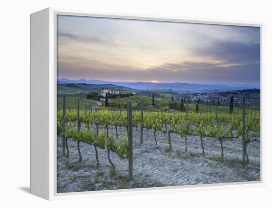 Vineyard at Sunset Above the Village of Torrenieri, Near San Quirico D'Orcia, Tuscany-Lee Frost-Framed Premier Image Canvas