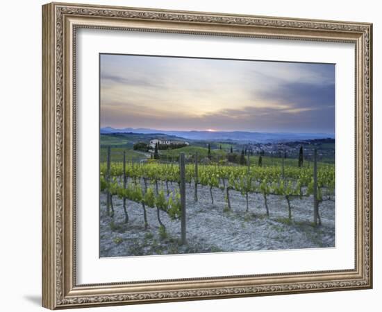 Vineyard at Sunset Above the Village of Torrenieri, Near San Quirico D'Orcia, Tuscany-Lee Frost-Framed Photographic Print
