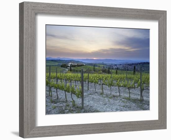 Vineyard at Sunset Above the Village of Torrenieri, Near San Quirico D'Orcia, Tuscany-Lee Frost-Framed Photographic Print