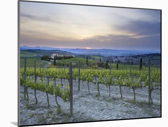 Vineyard at Sunset Above the Village of Torrenieri, Near San Quirico D'Orcia, Tuscany-Lee Frost-Mounted Photographic Print