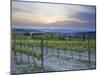 Vineyard at Sunset Above the Village of Torrenieri, Near San Quirico D'Orcia, Tuscany-Lee Frost-Mounted Photographic Print