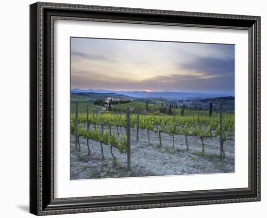 Vineyard at Sunset Above the Village of Torrenieri, Near San Quirico D'Orcia, Tuscany-Lee Frost-Framed Photographic Print