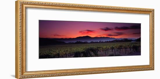 Vineyard at Sunset, Napa Valley, California, USA-null-Framed Photographic Print