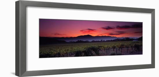 Vineyard at Sunset, Napa Valley, California, USA-null-Framed Photographic Print