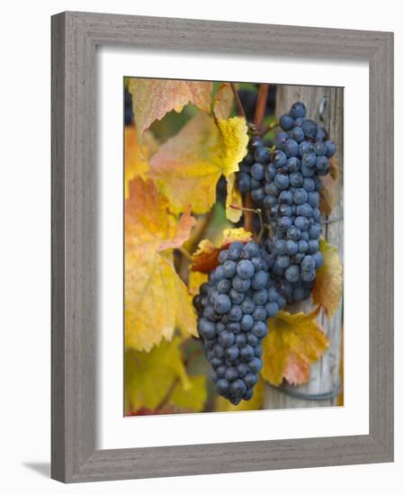 Vineyard, Bacharach, Rhine Valley, Germany-Doug Pearson-Framed Photographic Print