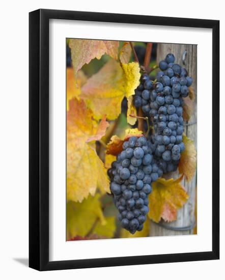 Vineyard, Bacharach, Rhine Valley, Germany-Doug Pearson-Framed Photographic Print