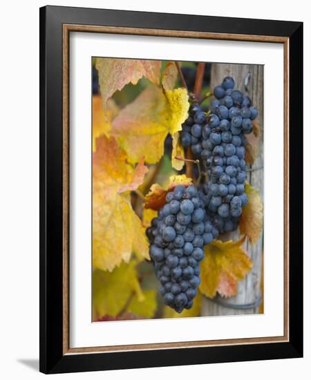 Vineyard, Bacharach, Rhine Valley, Germany-Doug Pearson-Framed Photographic Print