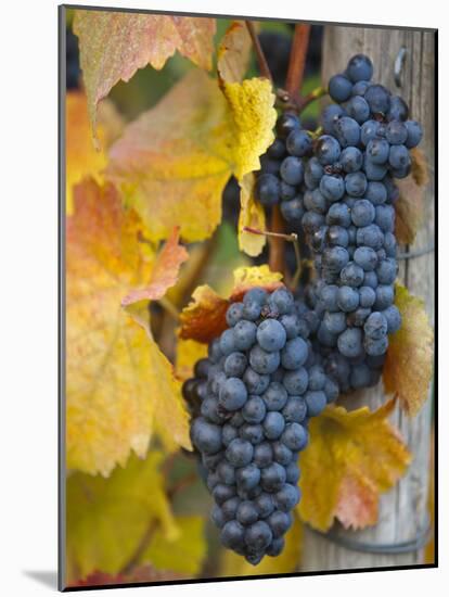 Vineyard, Bacharach, Rhine Valley, Germany-Doug Pearson-Mounted Photographic Print