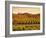 Vineyard, Barossa Valley, South Australia, Australia-Doug Pearson-Framed Photographic Print