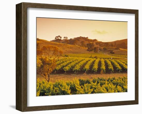 Vineyard, Barossa Valley, South Australia, Australia-Doug Pearson-Framed Photographic Print