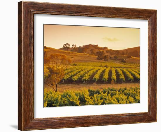 Vineyard, Barossa Valley, South Australia, Australia-Doug Pearson-Framed Photographic Print