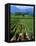 Vineyard, Calistoga, Napa Valley, California-John Alves-Framed Premier Image Canvas