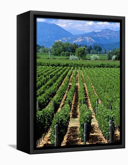 Vineyard, Calistoga, Napa Valley, California-John Alves-Framed Premier Image Canvas