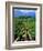 Vineyard, Calistoga, Napa Valley, California-John Alves-Framed Photographic Print