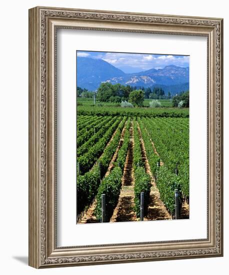 Vineyard, Calistoga, Napa Valley, California-John Alves-Framed Photographic Print