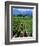 Vineyard, Calistoga, Napa Valley, California-John Alves-Framed Photographic Print