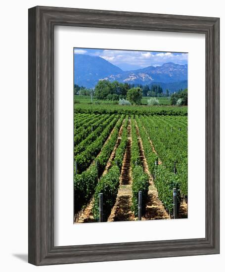 Vineyard, Calistoga, Napa Valley, California-John Alves-Framed Photographic Print