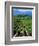 Vineyard, Calistoga, Napa Valley, California-John Alves-Framed Photographic Print