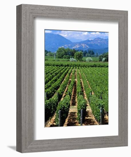 Vineyard, Calistoga, Napa Valley, California-John Alves-Framed Photographic Print