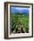 Vineyard, Calistoga, Napa Valley, California-John Alves-Framed Photographic Print