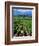 Vineyard, Calistoga, Napa Valley, California-John Alves-Framed Photographic Print