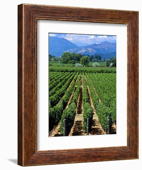 Vineyard, Calistoga, Napa Valley, California-John Alves-Framed Photographic Print