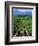 Vineyard, Calistoga, Napa Valley, California-John Alves-Framed Photographic Print