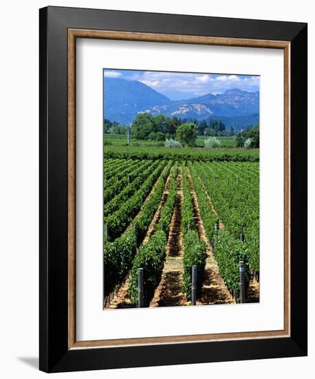 Vineyard, Calistoga, Napa Valley, California-John Alves-Framed Photographic Print