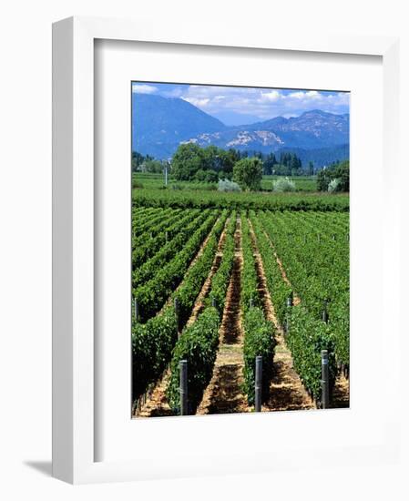 Vineyard, Calistoga, Napa Valley, California-John Alves-Framed Photographic Print