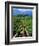 Vineyard, Calistoga, Napa Valley, California-John Alves-Framed Photographic Print