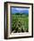 Vineyard, Calistoga, Napa Valley, California-John Alves-Framed Photographic Print