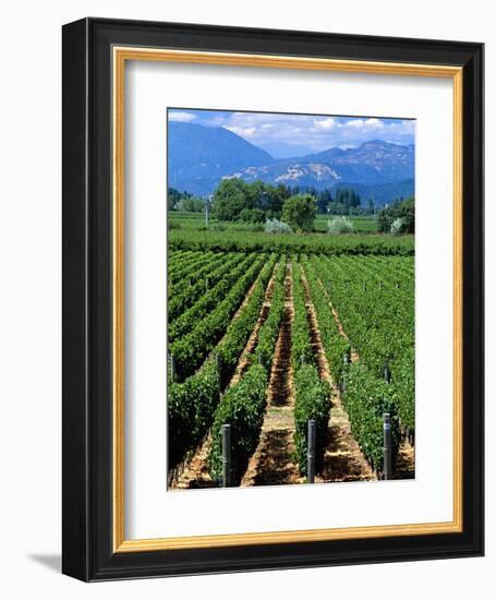 Vineyard, Calistoga, Napa Valley, California-John Alves-Framed Photographic Print