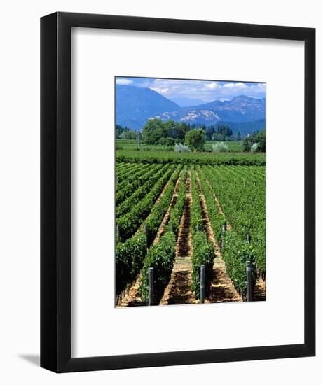 Vineyard, Calistoga, Napa Valley, California-John Alves-Framed Photographic Print