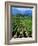 Vineyard, Calistoga, Napa Valley, California-John Alves-Framed Photographic Print