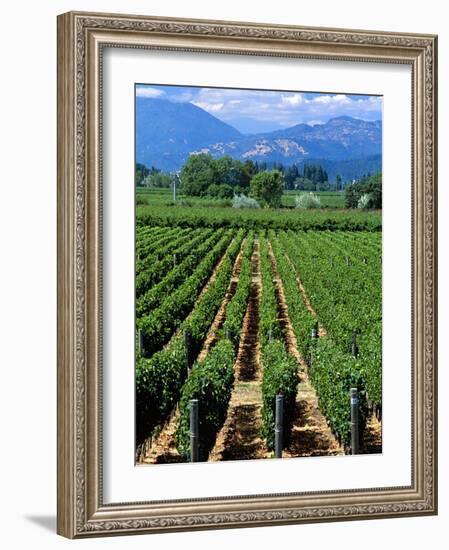 Vineyard, Calistoga, Napa Valley, California-John Alves-Framed Photographic Print