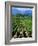 Vineyard, Calistoga, Napa Valley, California-John Alves-Framed Photographic Print