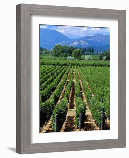 Vineyard, Calistoga, Napa Valley, California-John Alves-Framed Photographic Print