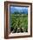 Vineyard, Calistoga, Napa Valley, California-John Alves-Framed Photographic Print